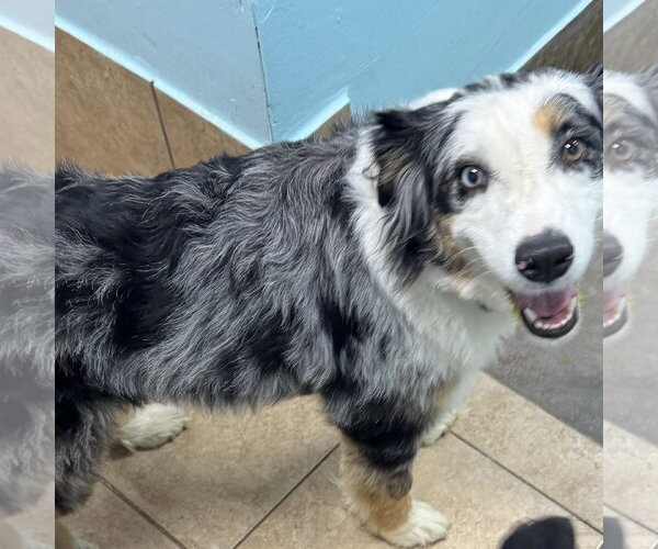 Medium Photo #4 Australian Shepherd Puppy For Sale in Overland Park, KS, USA