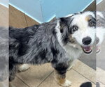 Small #3 Australian Shepherd