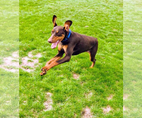 Medium Photo #4 Doberman Pinscher Puppy For Sale in Aurora, OH, USA