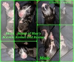 Image preview for Ad Listing. Nickname: Green Male