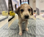 Small #18 American Foxhound