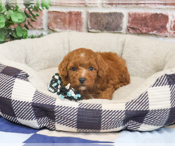 Medium Photo #3 Cavapoo (Miniature) Puppy For Sale in SYRACUSE, IN, USA