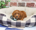 Small #2 Cavapoo (Miniature)