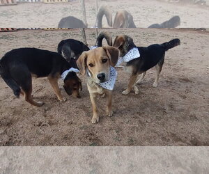 Beatles--Beagle pups on Abby Road - Male Beagle-Unknown Mix Dog for Adoption - Photo #7