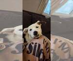 Small #1 Great Pyrenees Mix