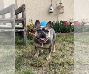 Mother of the French Bulldog puppies born on 10/15/2022