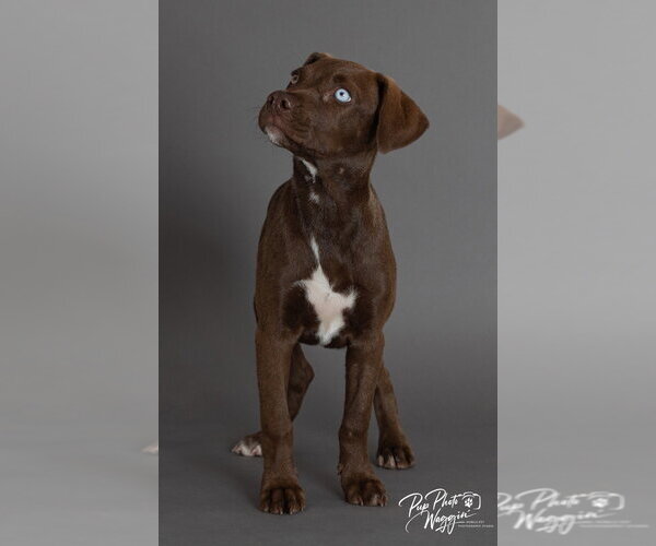 Medium Photo #4 Labrador Retriever-Unknown Mix Puppy For Sale in Claremore, OK, USA