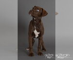 Small #3 Labrador Retriever Mix