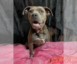 Small #5 Staffordshire Bull Terrier Mix