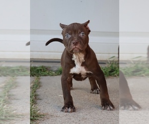 American Bully Puppy for sale in CHAMPAIGN, IL, USA