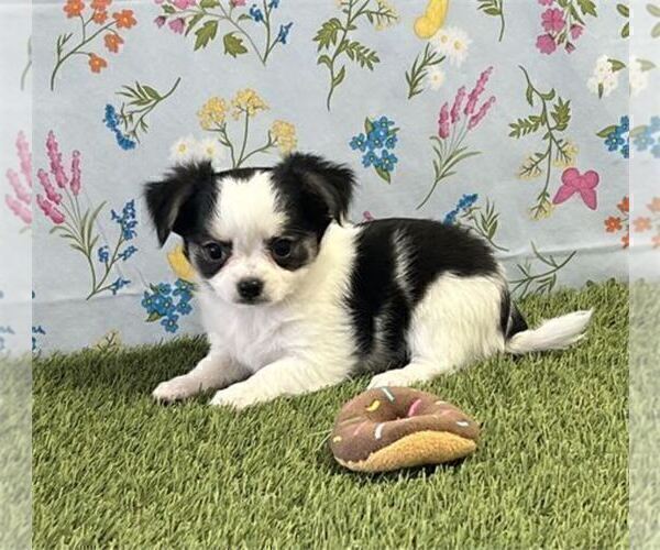 Medium Photo #22 Chihuahua Puppy For Sale in NEW YORK, NY, USA
