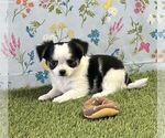 Small #21 Chihuahua