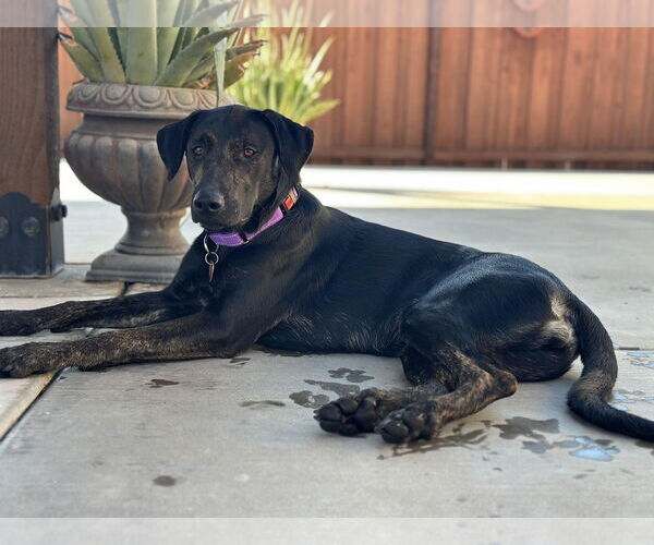 Medium Photo #1 Labrador Retriever-Unknown Mix Puppy For Sale in Clovis, CA, USA