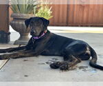 Small Labrador Retriever Mix