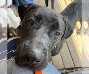 Daniff Dogs for adoption in Techny, IL, USA