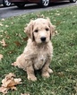 Small Photo #2 Goldendoodle Puppy For Sale in SHELBY, OH, USA