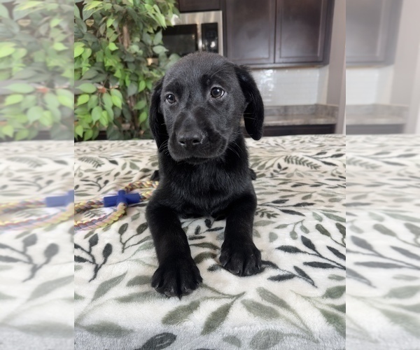 Medium Photo #2 Labrador Retriever Puppy For Sale in GREENWOOD, IN, USA