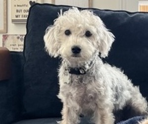 Mother of the Poodle (Standard)-Shorkie Tzu Mix puppies born on 08/16/2025