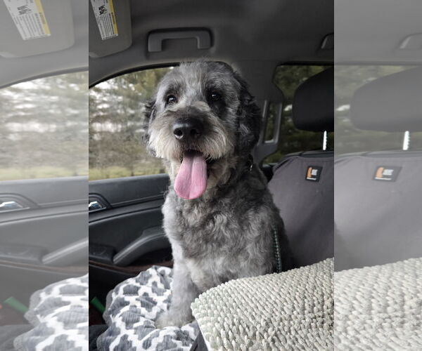 Medium Photo #3 Aussiedoodle Puppy For Sale in Columbus, IN, USA