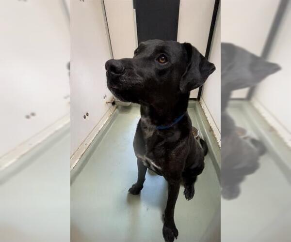 Medium Photo #1 Great Dane-Unknown Mix Puppy For Sale in Riverside, CA, USA