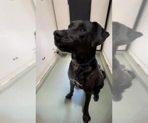 Medium Great Dane Mix