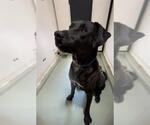 Small Great Dane Mix