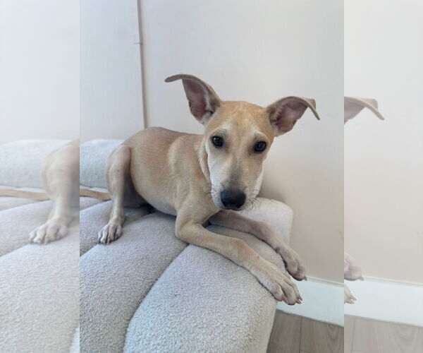 Medium Photo #2 Mutt Puppy For Sale in miami, FL, USA