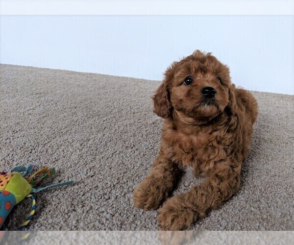 Medium Photo #6 Cavapoo Puppy For Sale in FREDERICKSBURG, OH, USA