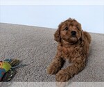 Small Photo #6 Cavapoo Puppy For Sale in FREDERICKSBURG, OH, USA