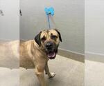 Small Mastiff Mix