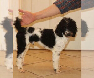 Father of the Poodle (Miniature)-Sheepadoodle Mix puppies born on 07/28/2022