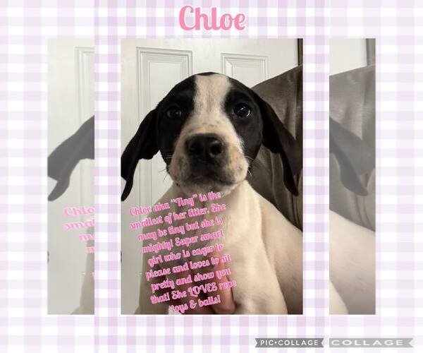 Medium Photo #7 Basset Hound-Unknown Mix Puppy For Sale in Deepwater, NJ, USA