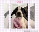 Small #6 Basset Hound Mix