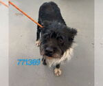 Small Mutt