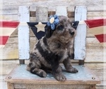 Small Photo #2 Aussiedoodle Puppy For Sale in LEXINGTON, AL, USA