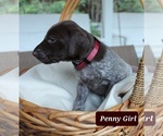 Small Photo #1 German Shorthaired Pointer Puppy For Sale in QUITMAN, TX, USA