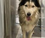 Small Alaskan Malamute