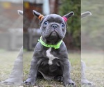 Small Photo #2 French Bulldog Puppy For Sale in GRESHAM, OR, USA