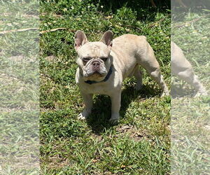 French Bulldog Dogs for adoption in OAKLAND PARK, FL, USA