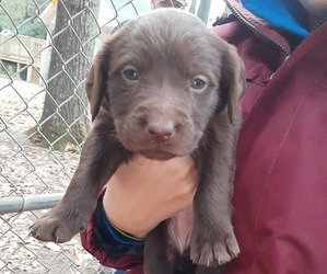 Labrador Retriever Puppy for sale in VALDOSTA, GA, USA