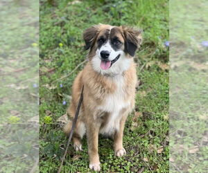 Alphie - Male Australian Shepherd-Unknown Mix Dog for Adoption - Photo #7