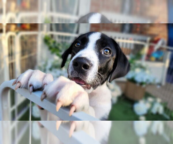 Medium Photo #5 Great Pyrenees Puppy For Sale in Spring, TX, USA