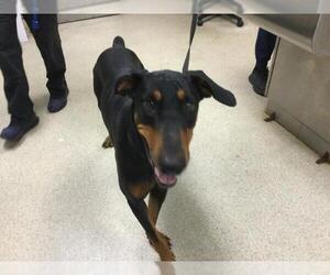 Doberman Pinscher Dogs for adoption in Riverside, CA, USA