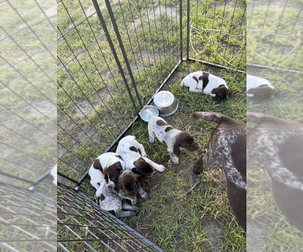 Medium Photo #17 German Shorthaired Pointer Puppy For Sale in CAMDEN, SC, USA