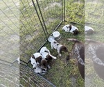 Small #16 German Shorthaired Pointer