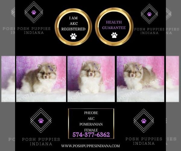 Medium Photo #2 Pomeranian Puppy For Sale in WARSAW, IN, USA