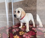 Small #3 Labrador Retriever