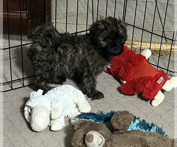 Medium Photo #2 Shih-Poo Puppy For Sale in GLOUCESTER, VA, USA