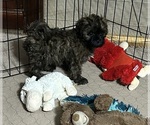 Martha - Female Shih-Poo Puppy for Sale - Photo #2