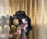 Small #6 American Bully